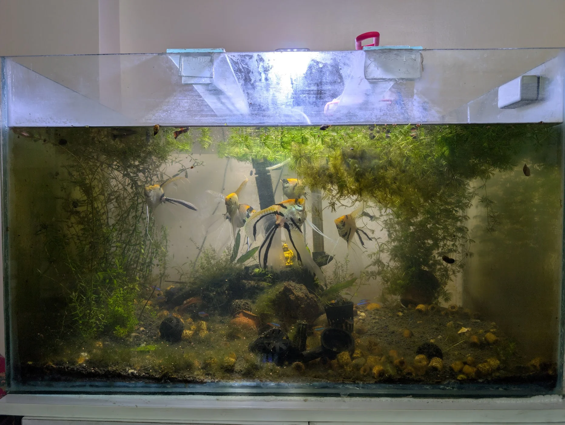 Home aquarium